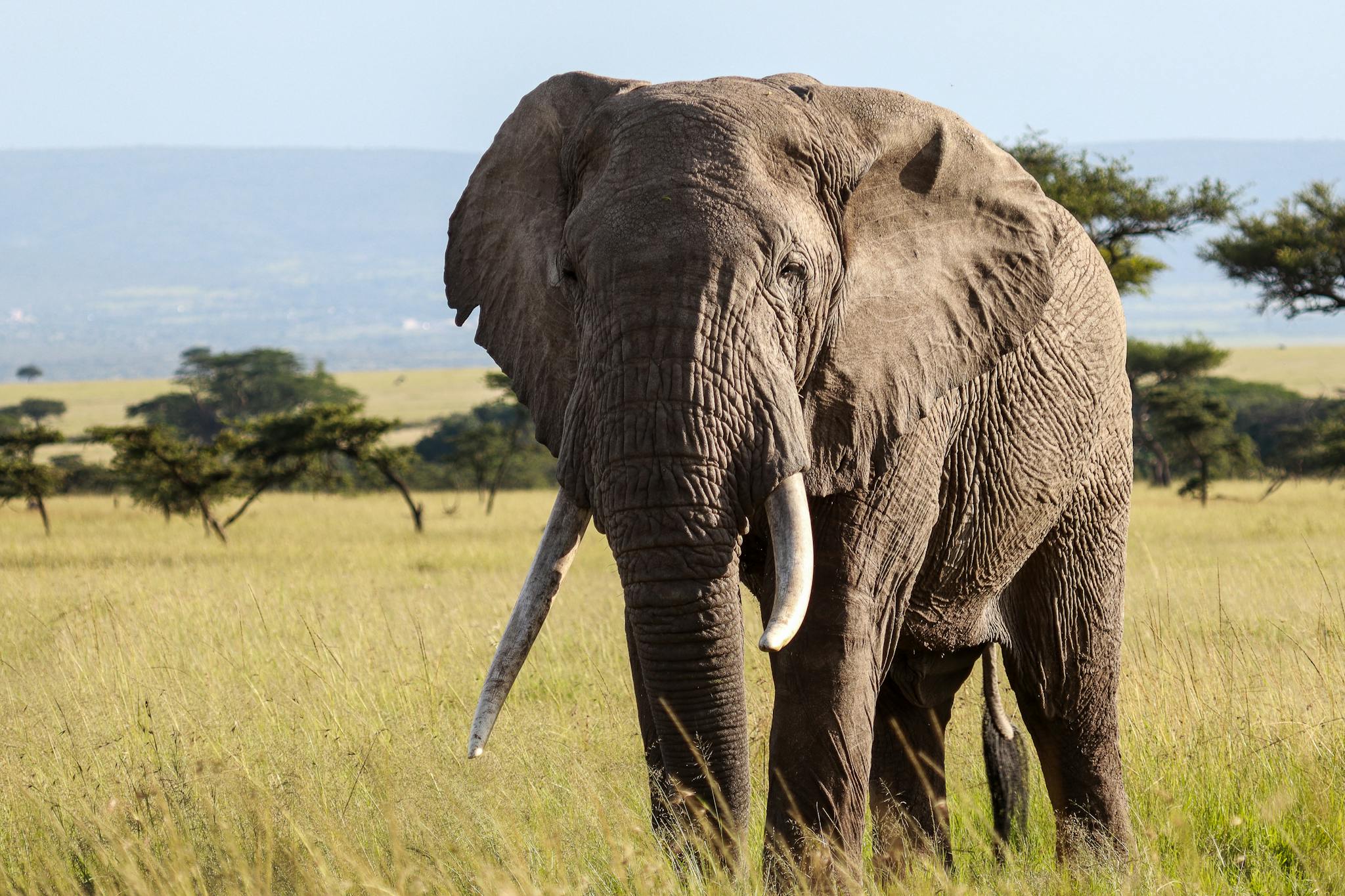 A close-up of a large African elephant in the savannah, showcasing its grandeur and natural habitat.