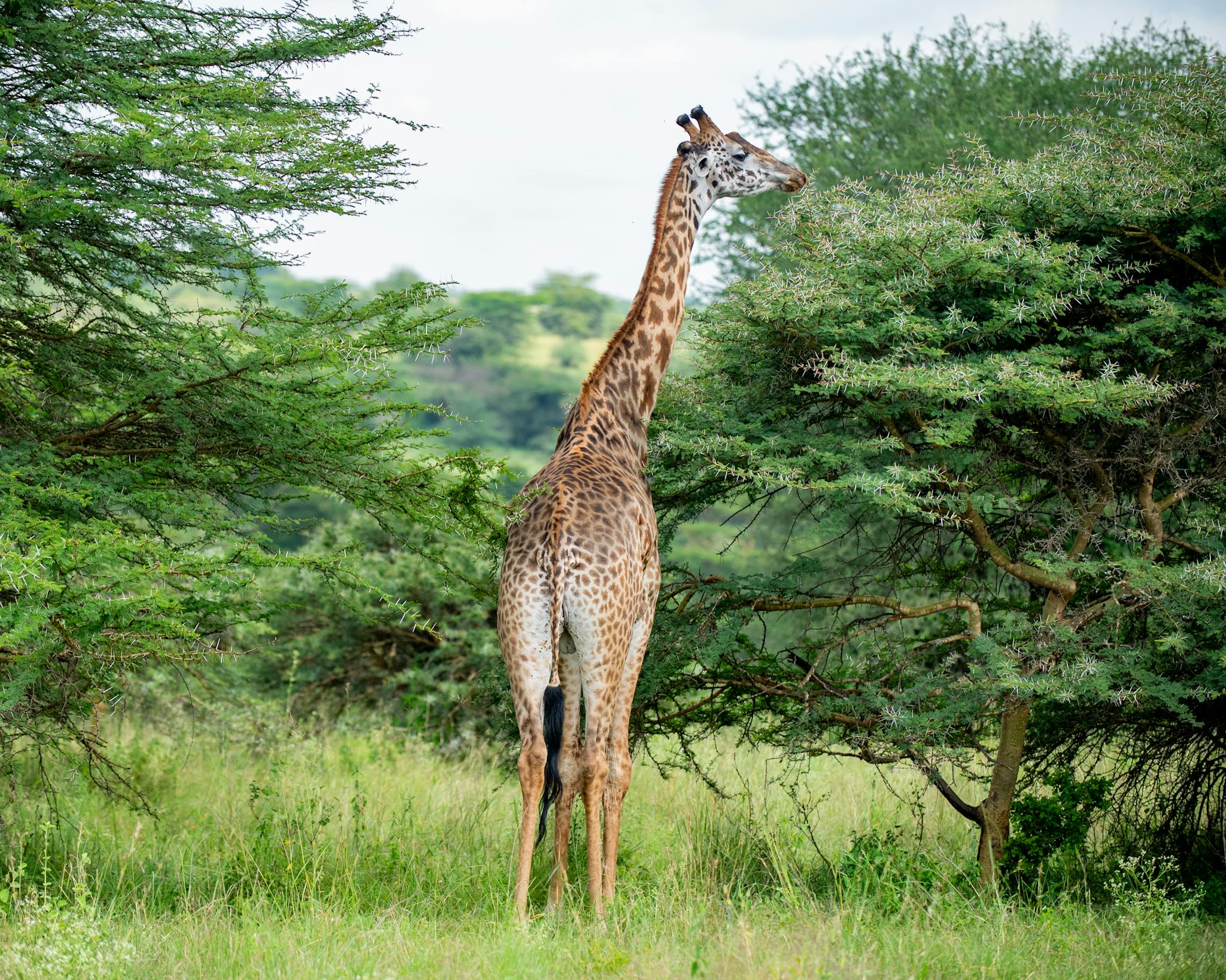 A giraffe feeding on acacia leaves in Nairobi National Park, Kenya.