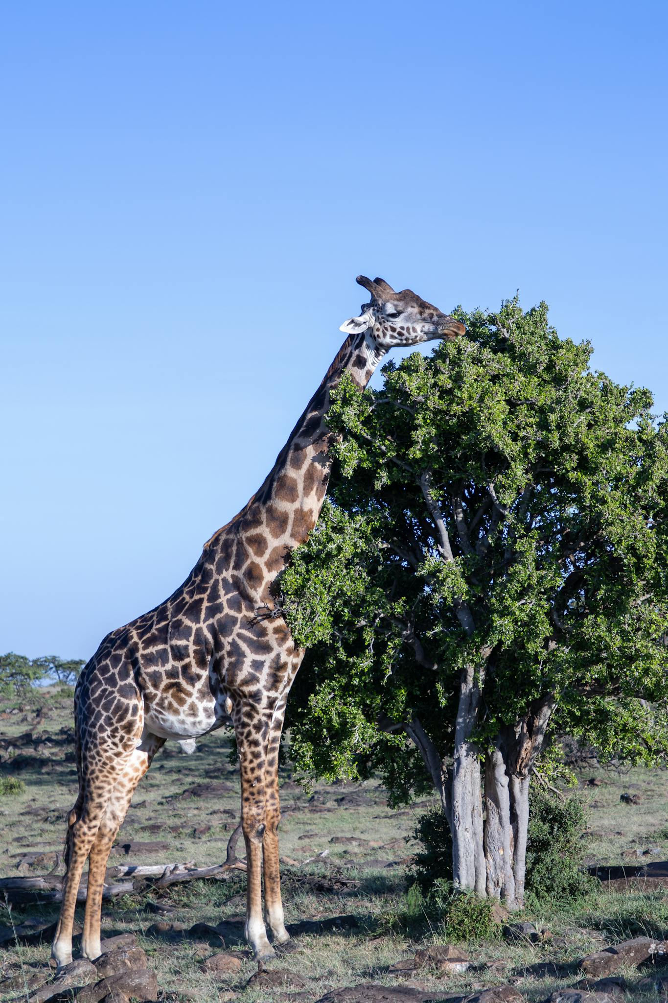 A giraffe gracefully eating leaves from a tree in Maasai Mara, Kenya, under a clear blue sky.