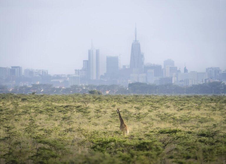 Nairobi national park