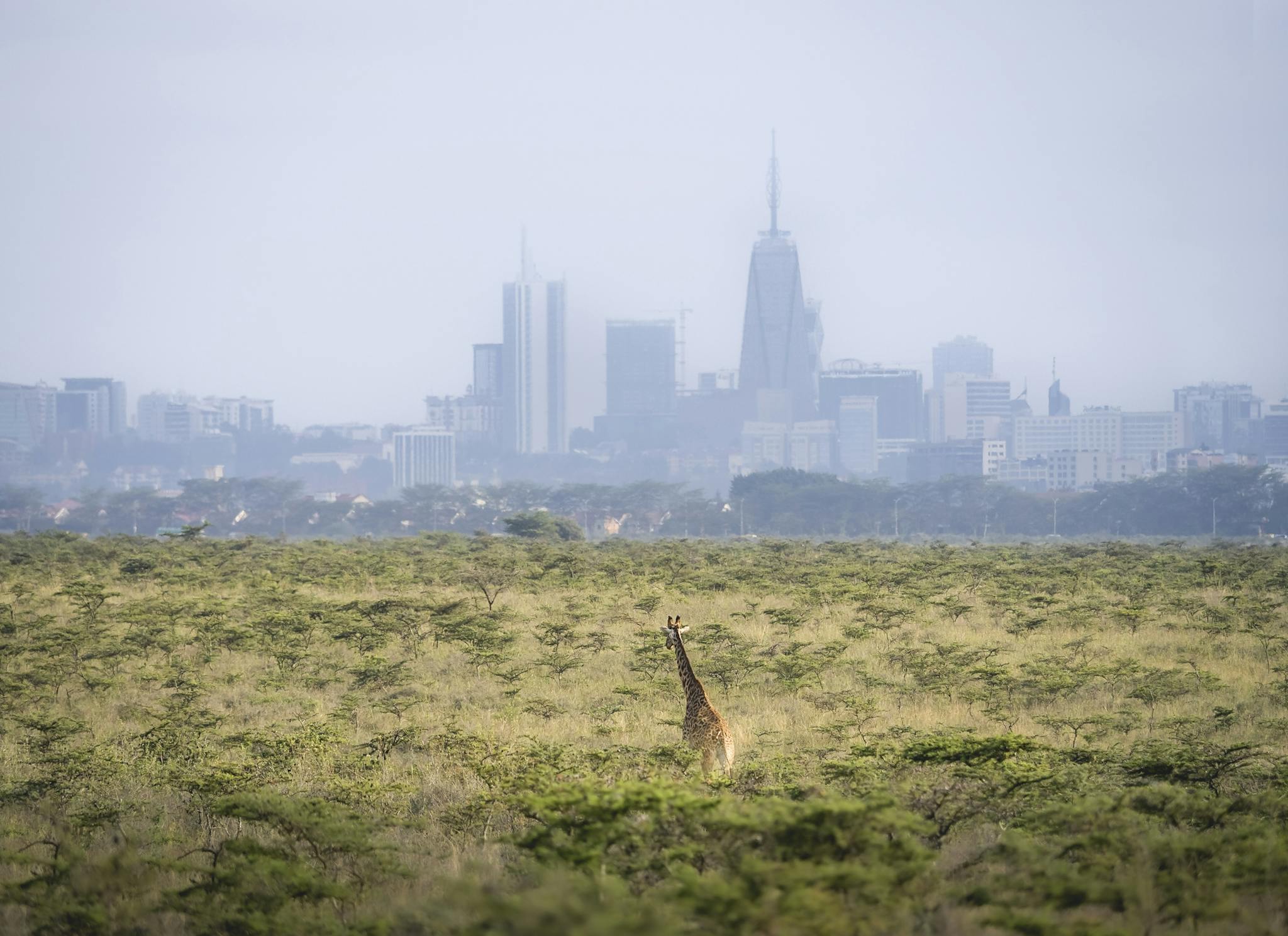 Nairobi national park