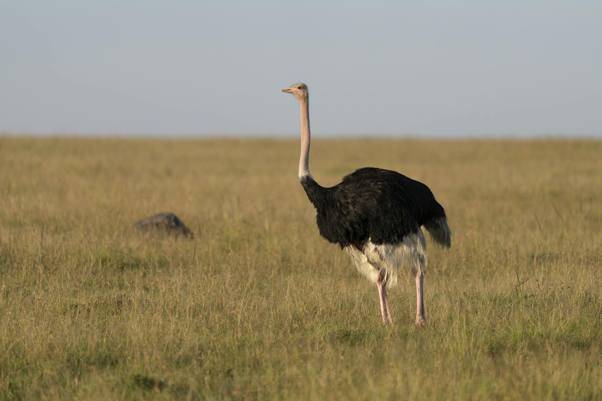 A lone ostrich standing in the grasslands of Kenya, showcasing its natural habitat.