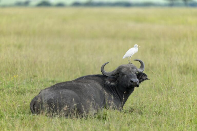 A majestic African buffalo resting with an egret perched on its back in the savannahs of Kenya.
