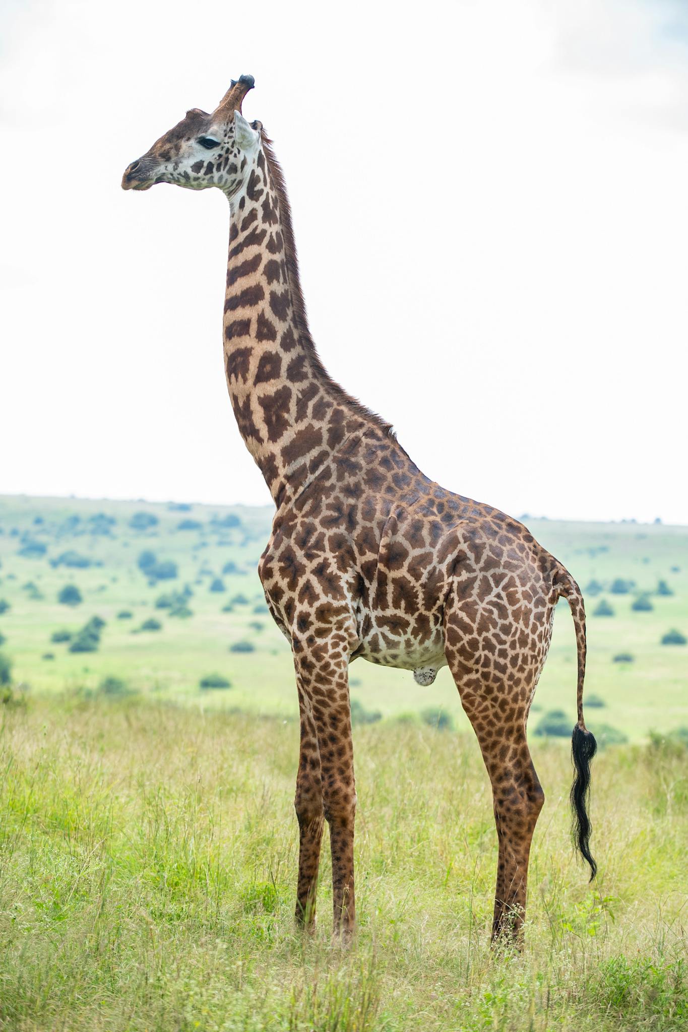 A majestic giraffe standing tall in Nairobi National Park, Kenya, amidst lush savannah.