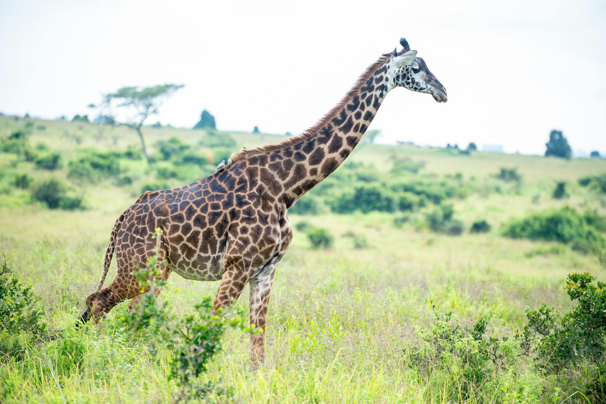 A majestic giraffe walking through the lush savanna landscape in Nairobi, Kenya.