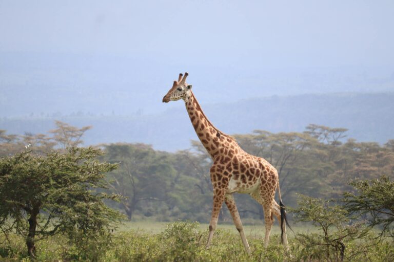 A stunning giraffe roaming the savannah in Nairobi National Park, Kenya.