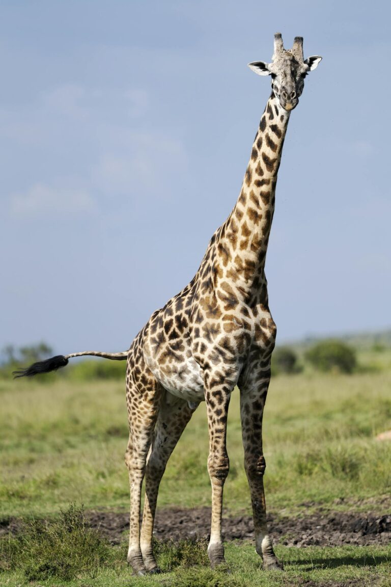 A stunning giraffe stands gracefully in the wild plains of Kenya, showcasing its unique pattern.