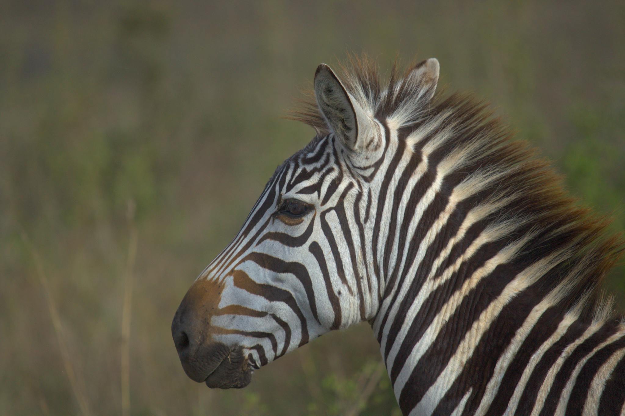 Close-up side view of a zebra in Nairobi National Park, showcasing its striking black and white stripes.