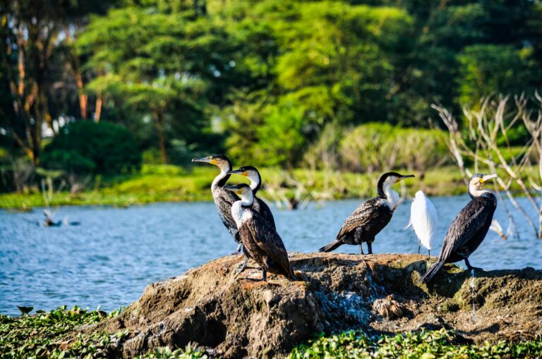 Diverse bird species by Lake Nakuru, Kenya, showcasing vibrant wildlife and natural beauty.
