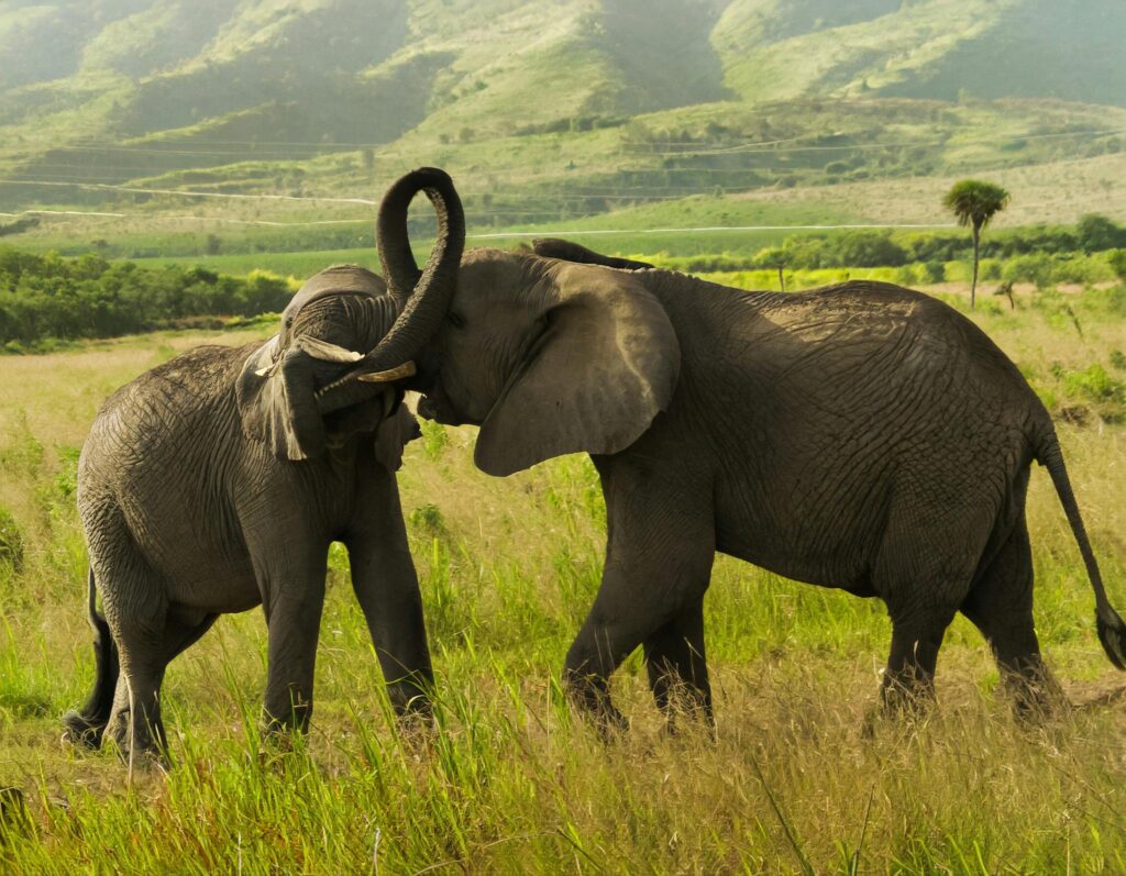 Amboseli elephant safari