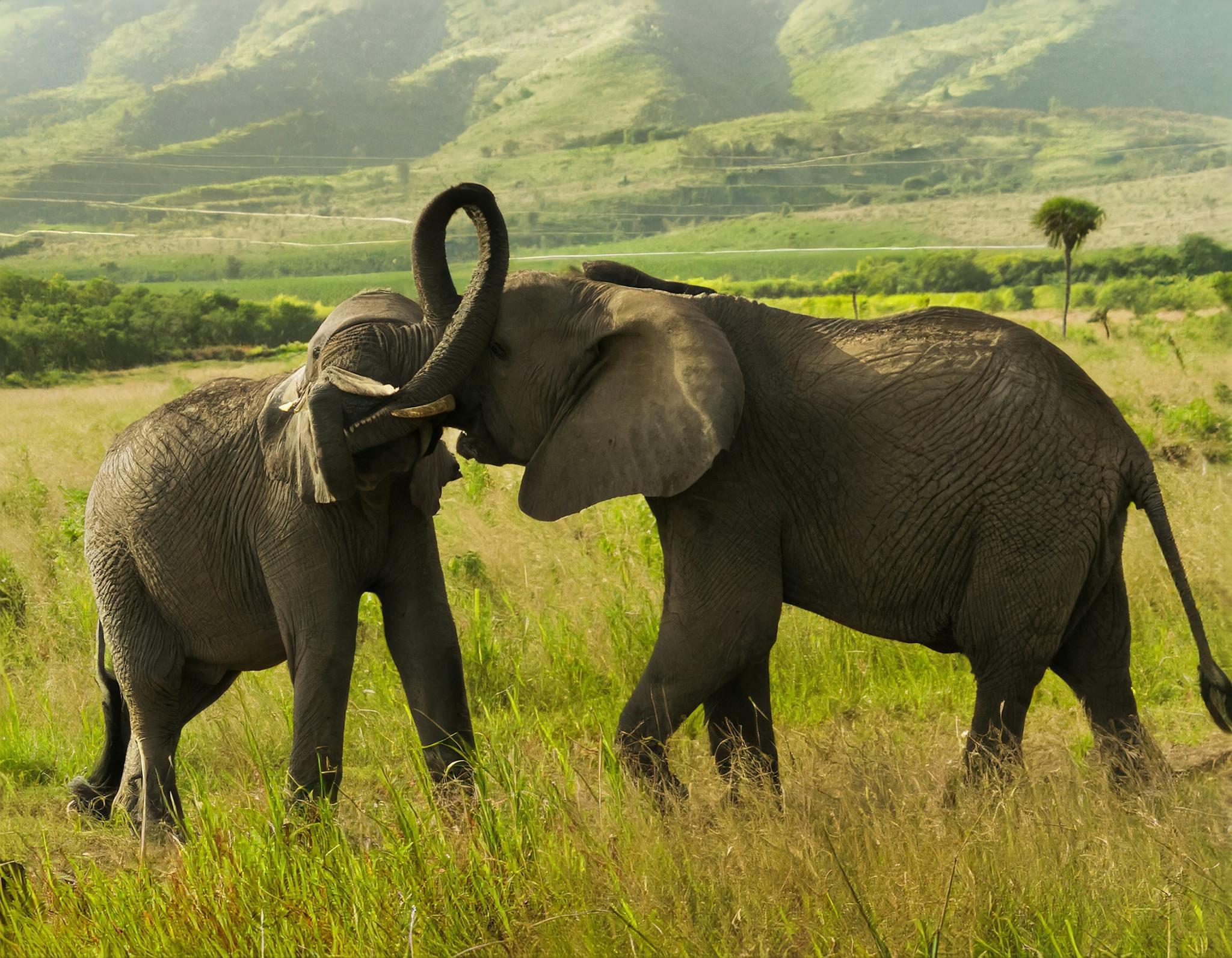 Two African elephants engaging playfully in the grasslands of Nairobi, Kenya.