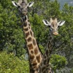 Two giraffes stand gracefully amidst green foliage in Kenya's wilderness.