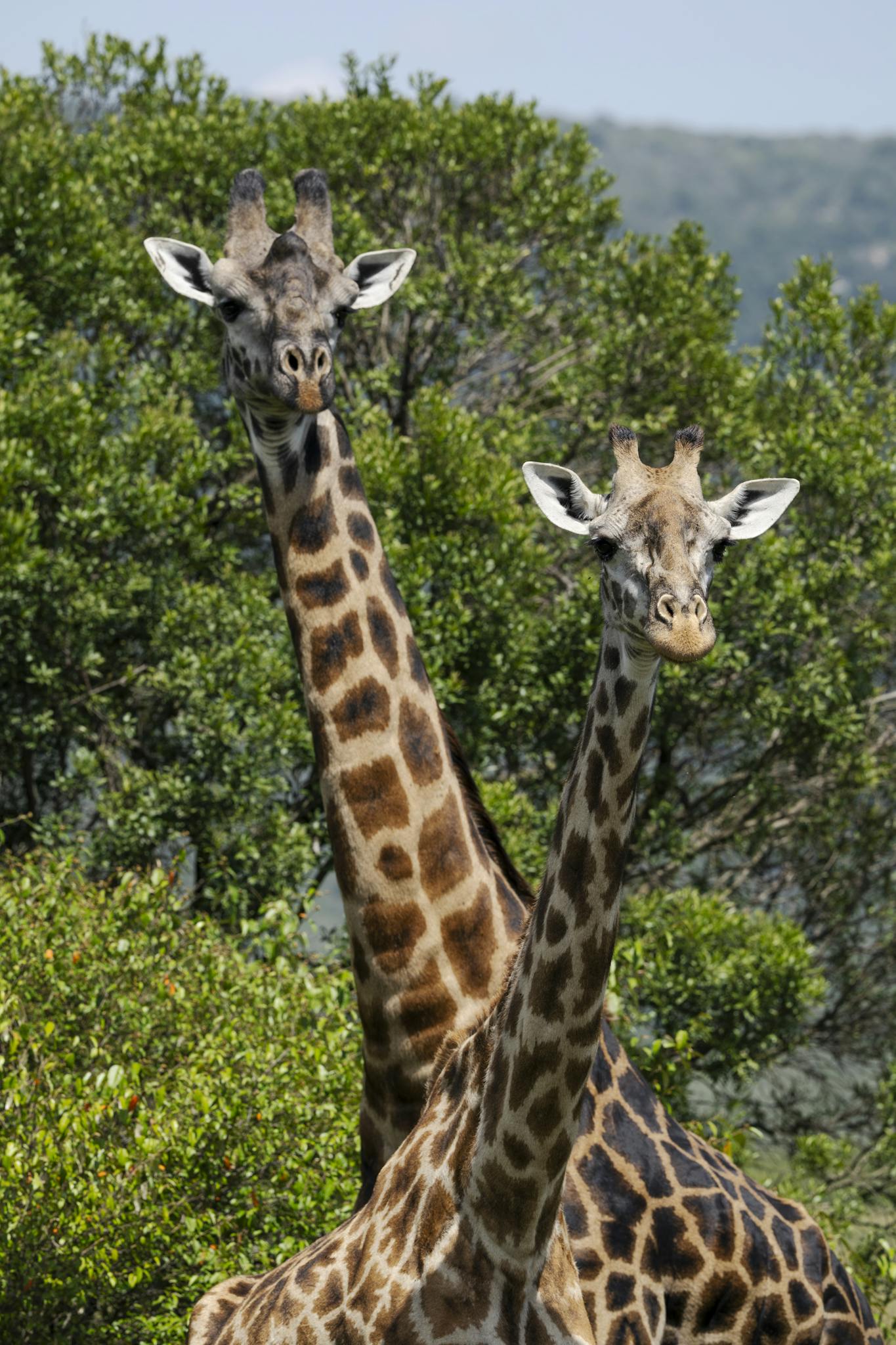 Two giraffes stand gracefully amidst green foliage in Kenya's wilderness.