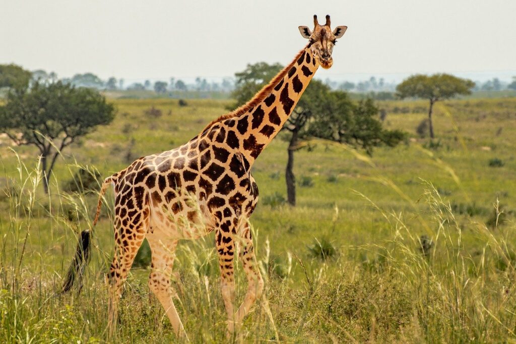 giraffe manor nairobi