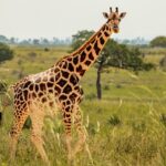 giraffe manor nairobi