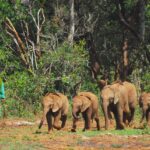 Nairobi Baby elephant