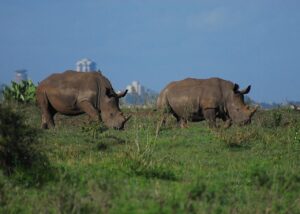 Nairobi national park