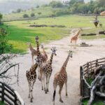Nairobi giraffe centre