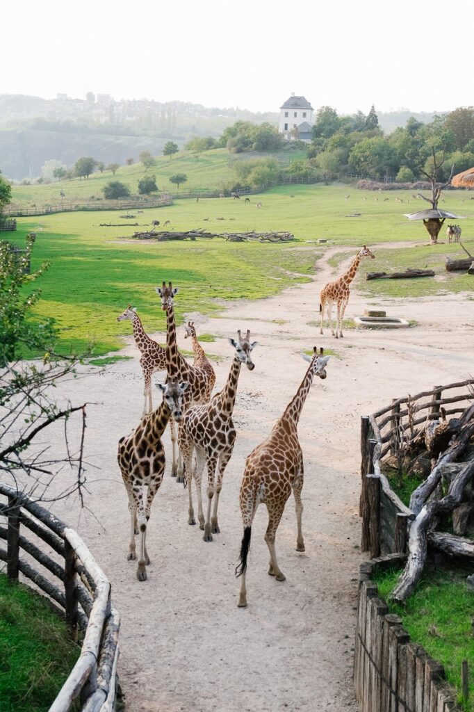 Nairobi giraffe centre