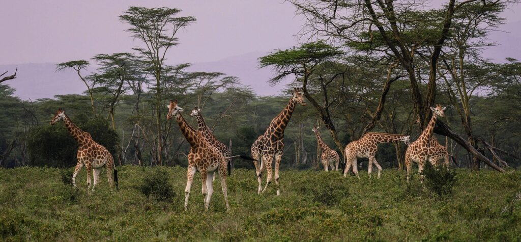 Lake Nakuru makalia falls