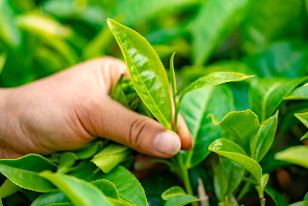 Kenya tea planation