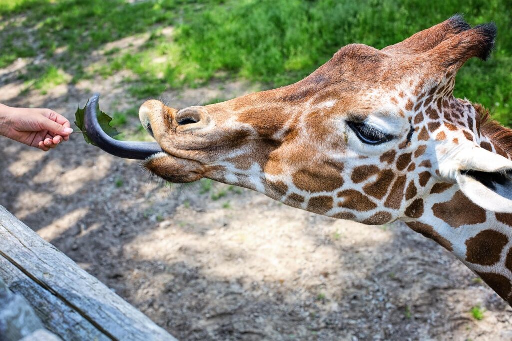 Nairobi giraffe centro