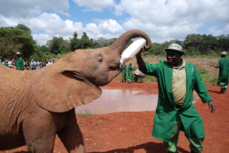 nairobi baby elephant park