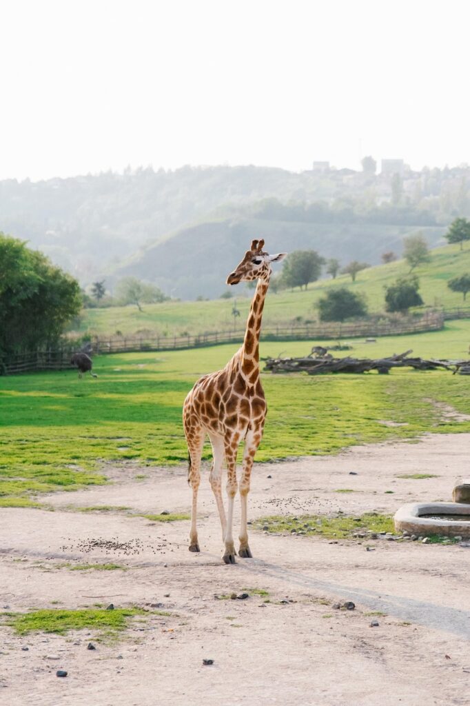 Nairobi giraffe centre