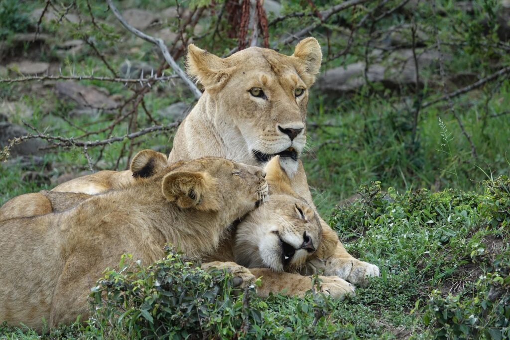 Lion Nairobi National Park