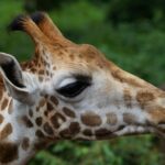 Wildlife safari in Nairobi