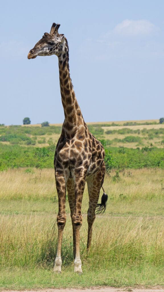 giraffe safari kenya