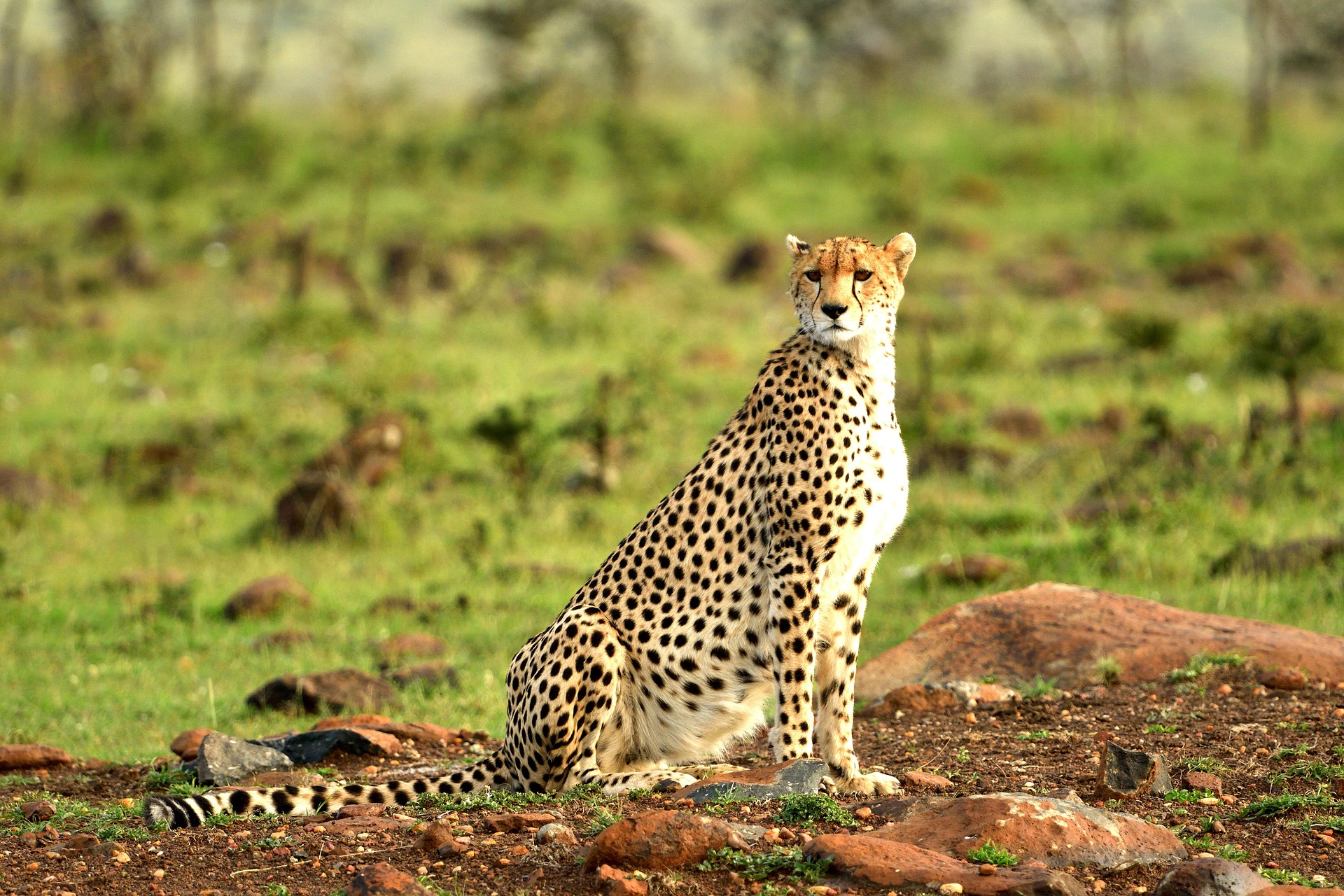 Cheetah Nairobi park
