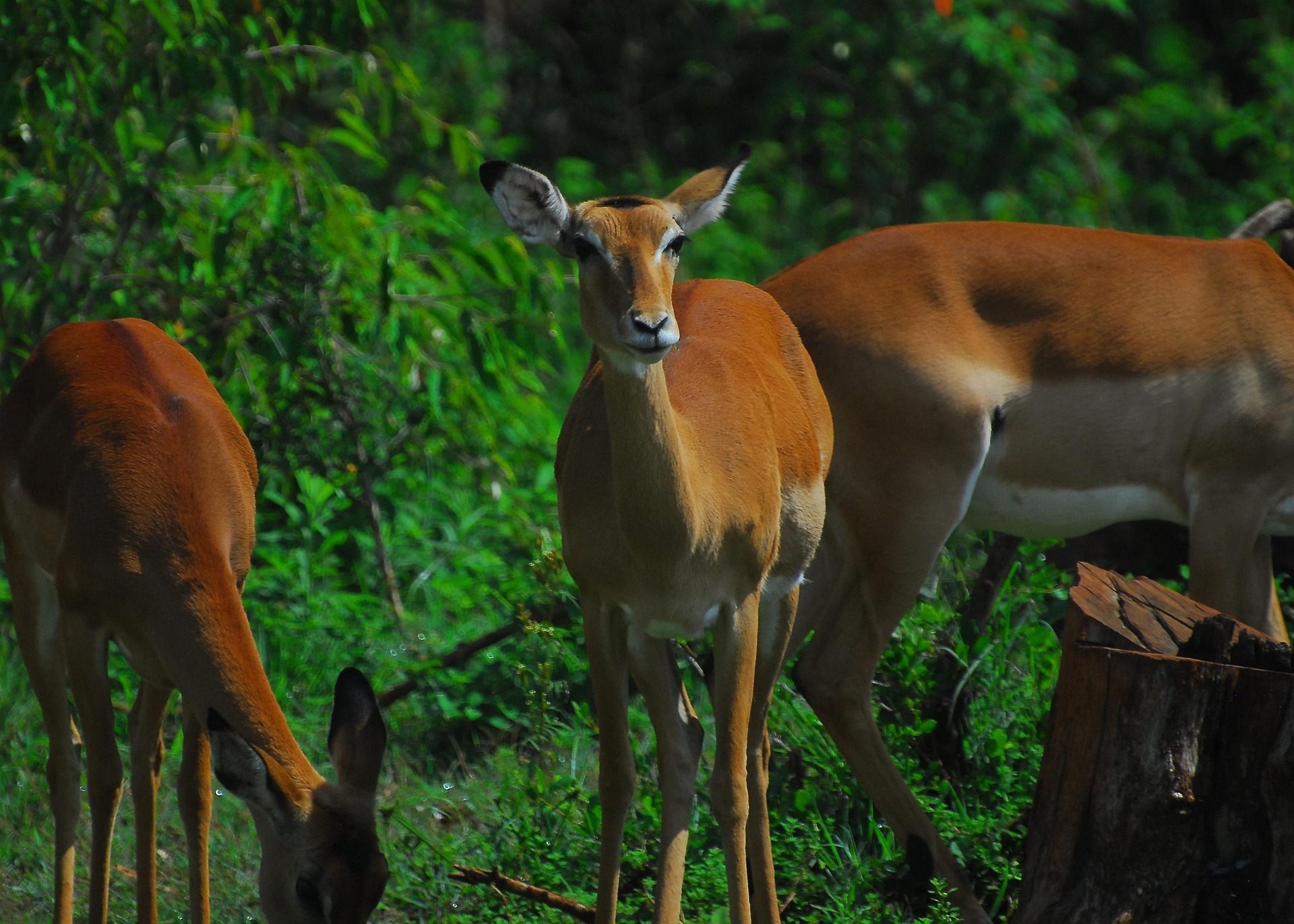 Nairobi park