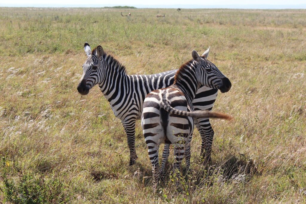 Nairobi park zebara