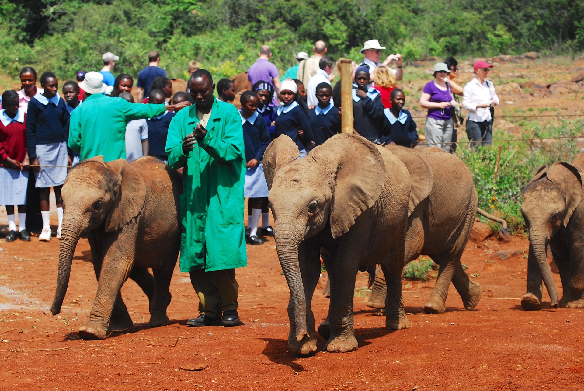 shedrick baby elephant park