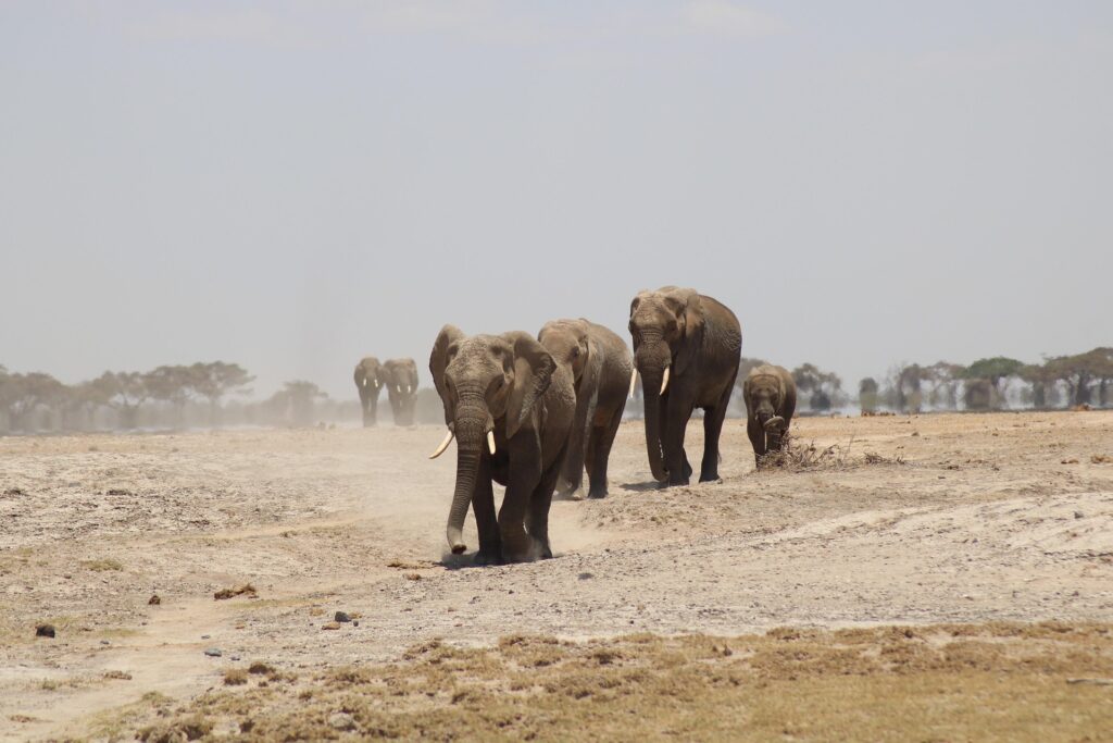Amboseli elephant safari