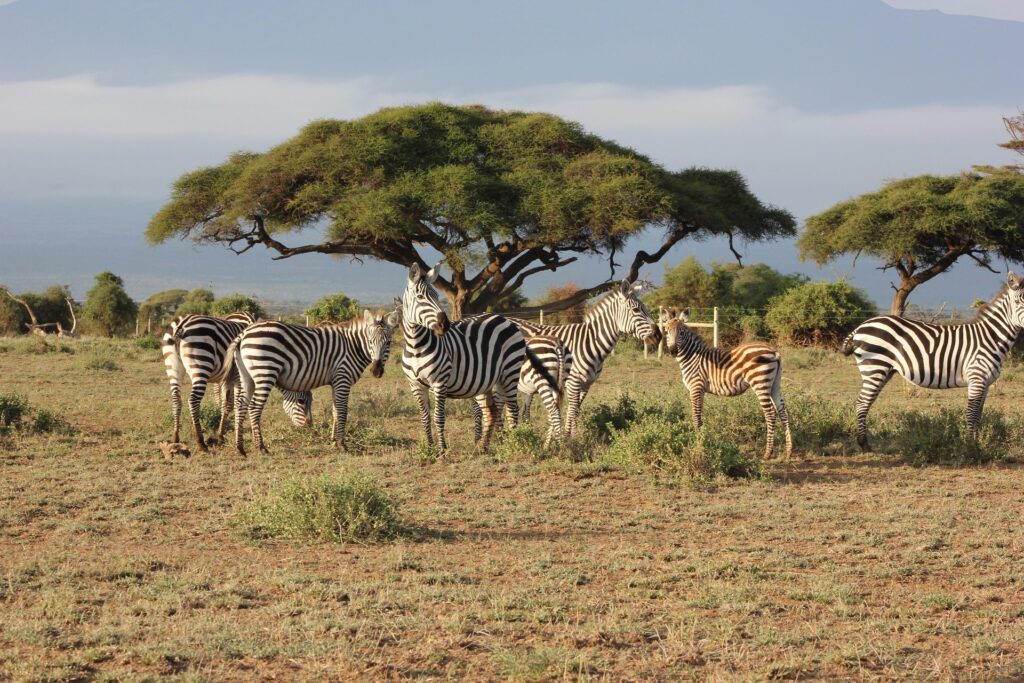 masai mara safari