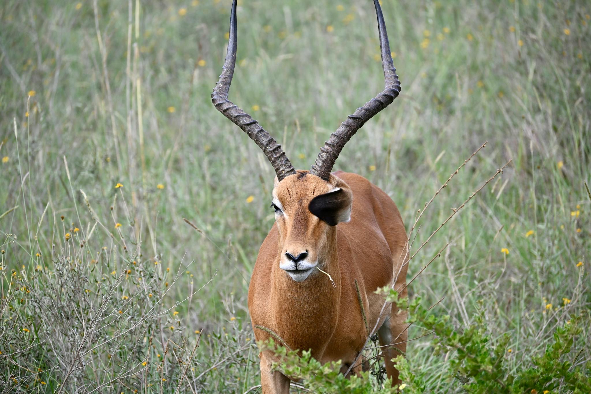 A male African antelope with large horns in the grasslands of Nairobi, Kenya.