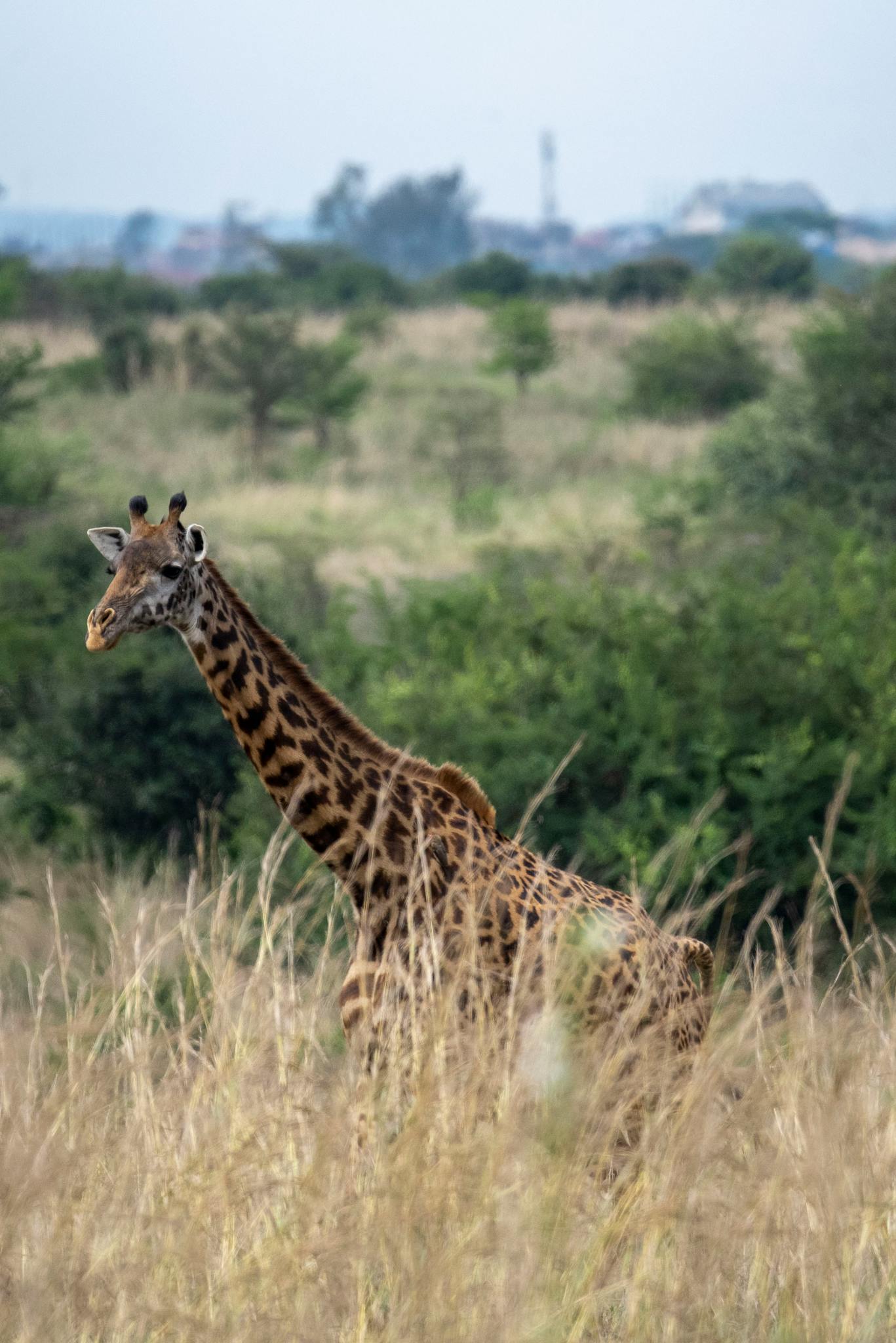 Giraffe standing amidst the savannah in Nairobi National Park, Kenya.