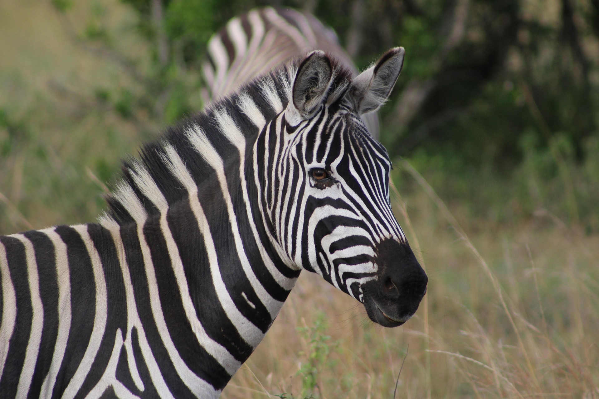 lake naivasha