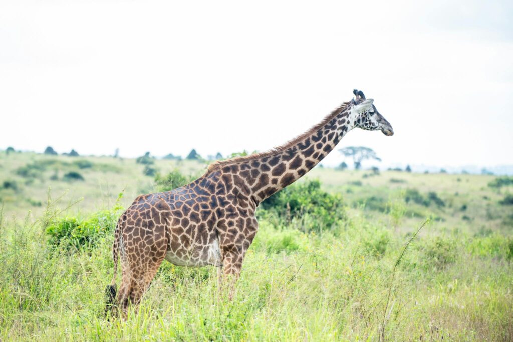 Majestic giraffe in Nairobi's savanna, captured in side profile, illustrating wildlife photography.