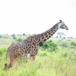 Majestic giraffe in Nairobi's savanna, captured in side profile, illustrating wildlife photography.