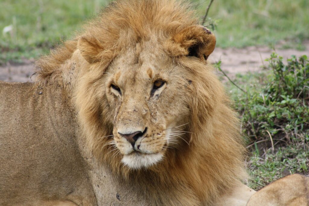 Masai mara national reserve