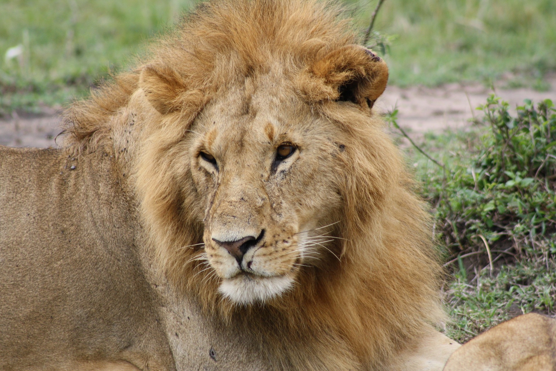 Masai mara national reserve