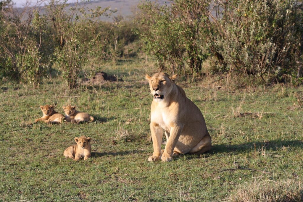 masai mara safari