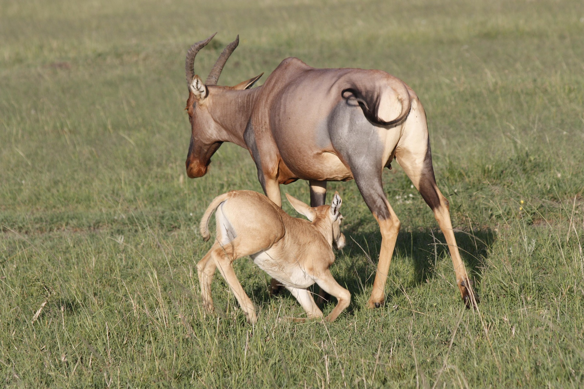 Masai mara water back