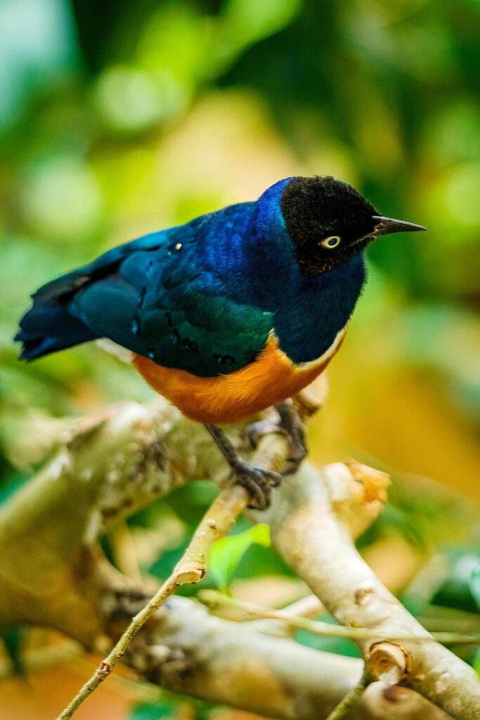 bird watching